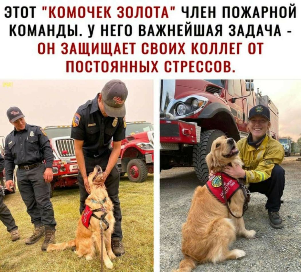 этот комоЧЕк зопотд член ПОЖАРНОЙ КОМАНДЫ у нвго ВАЖНЕЙШАЯ ЗАДАЧА он здщищдп своих колли от постоянных СТРЕССОВ