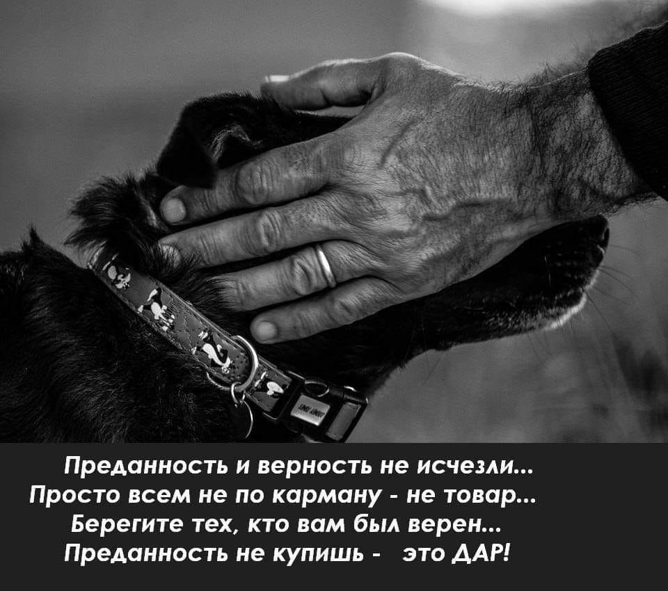 Просто всем не по карману не товар Берегите тех кто вам был верен Преданность не купишь это ДАР