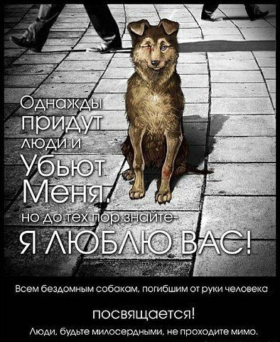 Всем бездомным собакам погибшим оч суки чеАовекс посвящается АЮАИ бУАЫе МиАоСврдныМи не проходит мимо