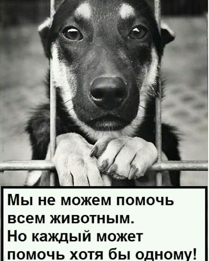 Мы не можем помочь всем животным Но каждый может помочь хотя бы одному