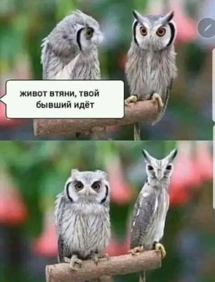 живот втяни твой бывший идёт
