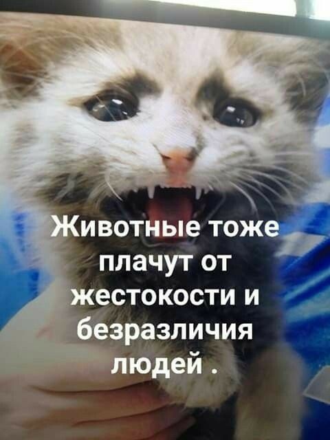 ивотные тож плачут от жестокости и безразличия дд