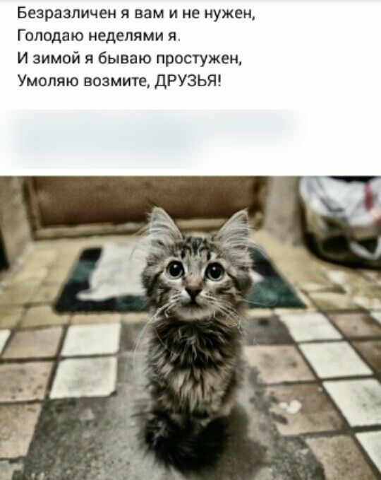 Безразличен я вам и не нужен Голодаю неделями я И зимой я бываю простужен Умоляю возмите дРУЗЬЯ