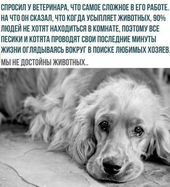 ВПРООИЛ У ВЕТЕРИНАРА ЧТО САМОЕ ОЛОЖНОЕ В ЕГО РАБОТЕ НА ЧТО ОН СКАЗАЛ ЧТО КОГДА УОЫПЛПЕТ ЖИВОТНЫХ 90 ЛЮДЕЙ НЕ ХОТЯТ НАХОДИТЬОП В КОМНАТЕ ПОЭТОМУ ВСЕ ПЕОИКИ И КОТНТА ПРОВОДПТ СВОИ ПОСЛЕДНИЕ МИНУТЫ ЖИЗНИ ОГППДЫВАНОЪ ВОКРУГ В ПОИСКЕ ПЮБИМЫХ ХОЗПЕВ МЫ НЕ ДООТОИНЫ ЖИВОТНЫК