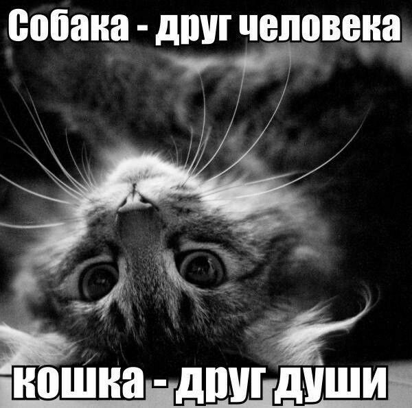 собака дтп человека ноШна дпш души
