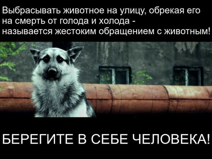 Выбрасывать животное на улицу обрекая его на смерть от голода и холода называется жестоким обращением с животным _2_1 ётт то БЕРЕГИТЕ В СЕБЕ ЧЕЛОВЕКА