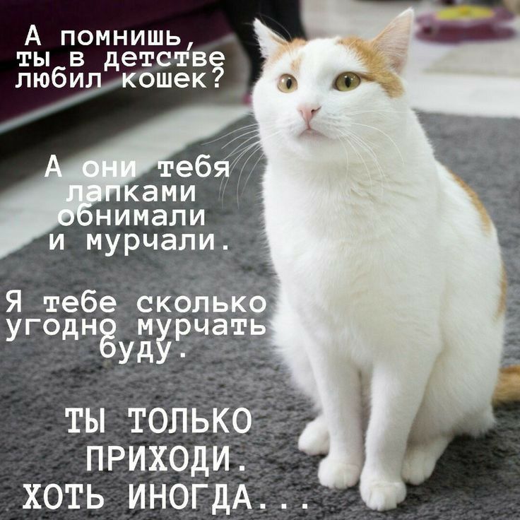 А помнишь ты в детств любил кошек и мурчали дгздзе Н Зудуг ты толькбд приходи хоть ИНОГДА