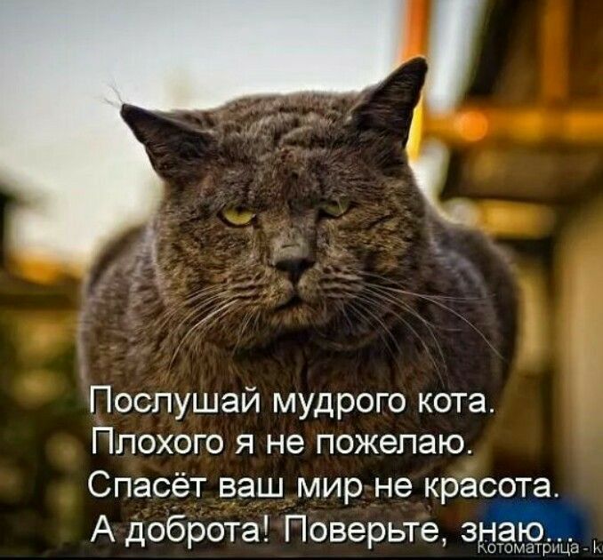 Послушай мудрого кота Ппохого я не пожелаю Спасёт ваш мир не красота А доброта Поверьте здаю отоматбнхіа