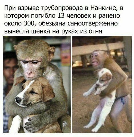 При взрыве трубопровода в Нанкине в котором погибло 13 человек и ранено около 300 обезьяна самоотверженно вынесла щенка на руках из огня