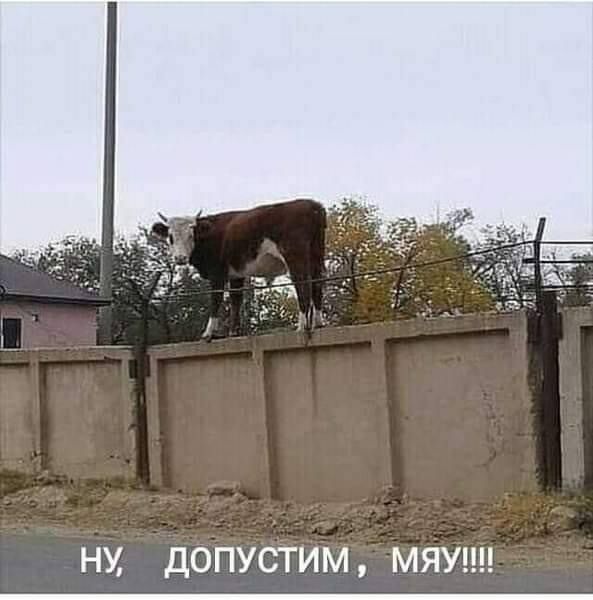 НМ ДОПУСТИМ МЯУ