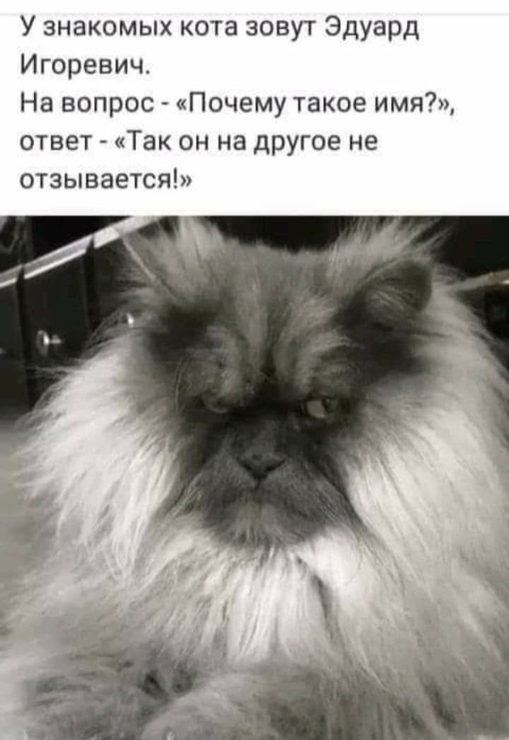 У знакомых кота зовут Эдуард Игоревич На вопрос Почему такое имя ответ Так он на другое не отзывается