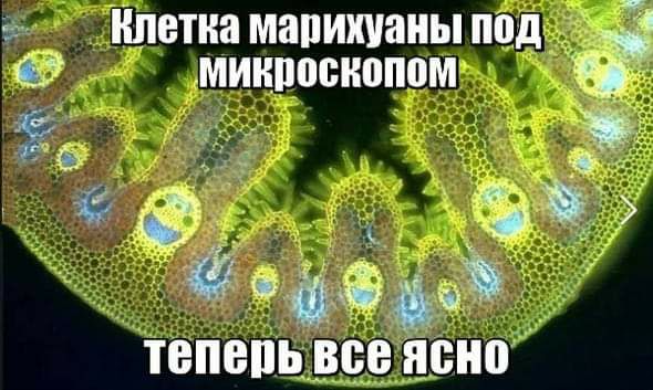 Плотва мапитаиыпод дд микроскопом ЫЪЪЦ 495 ЁЁЕЕЙЁЬЫЧ ТЕПВПЬ все ясно