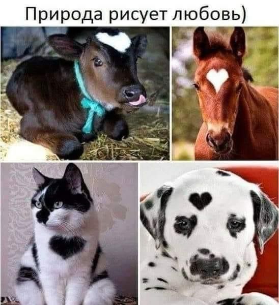 Природа рисует любовь