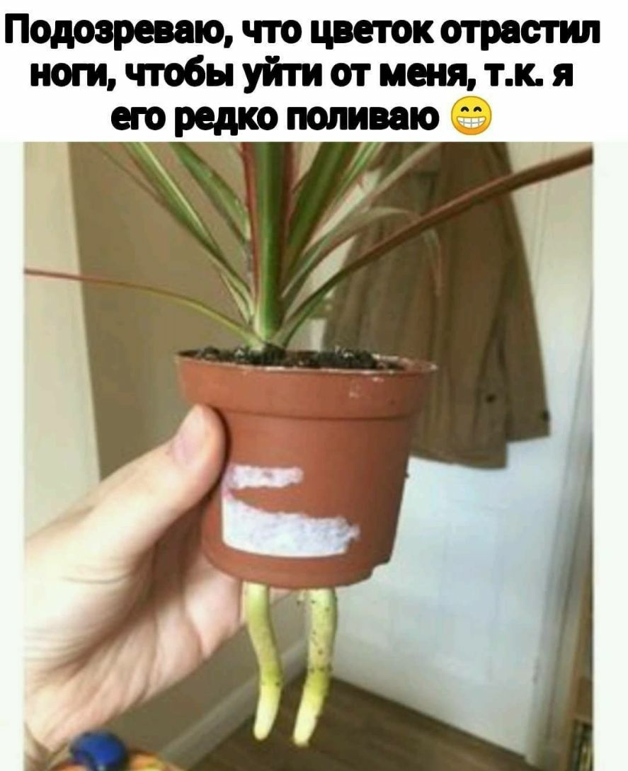 Подозреваю что цветок отрастил ноги чтобы уйти от меня тк я поливаю