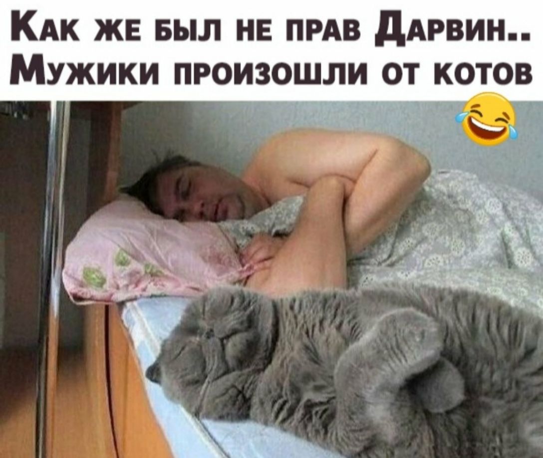 КАК же Был на пив ддрвин Мужики произошли от котов