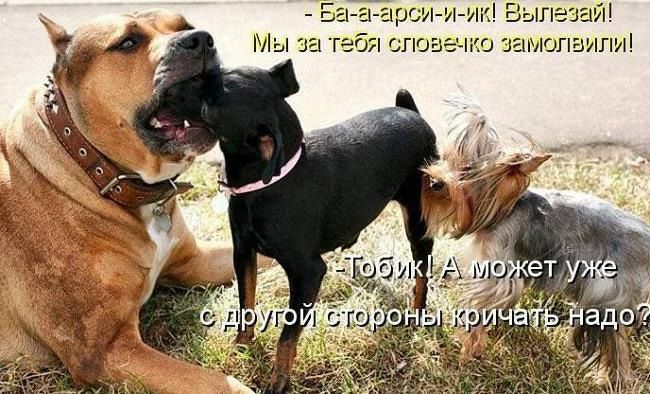 рси и Вышезад словы и о замюпалпл