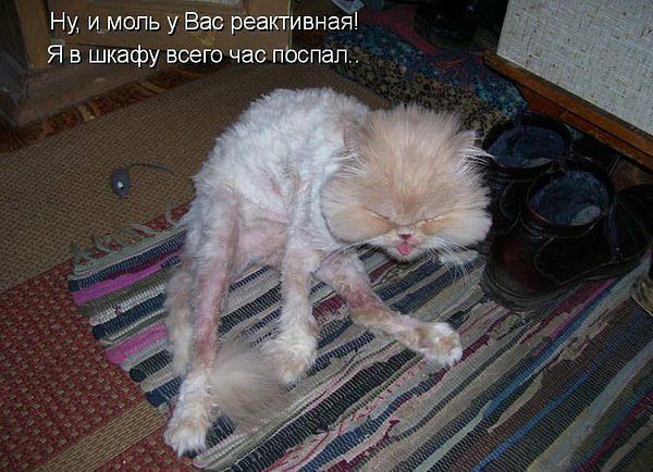 Ну и мопь у Вас реаНивная Я в шкафу всего час пЬспал