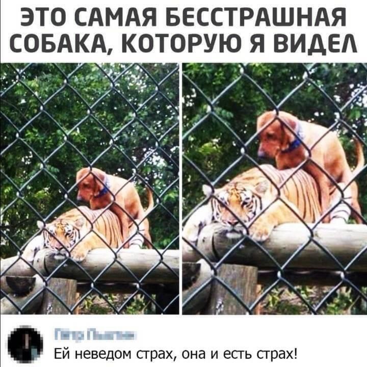 ЭТО САМАЯ БЕССТРАШНАЯ Ей неведом сграх она и есть страх