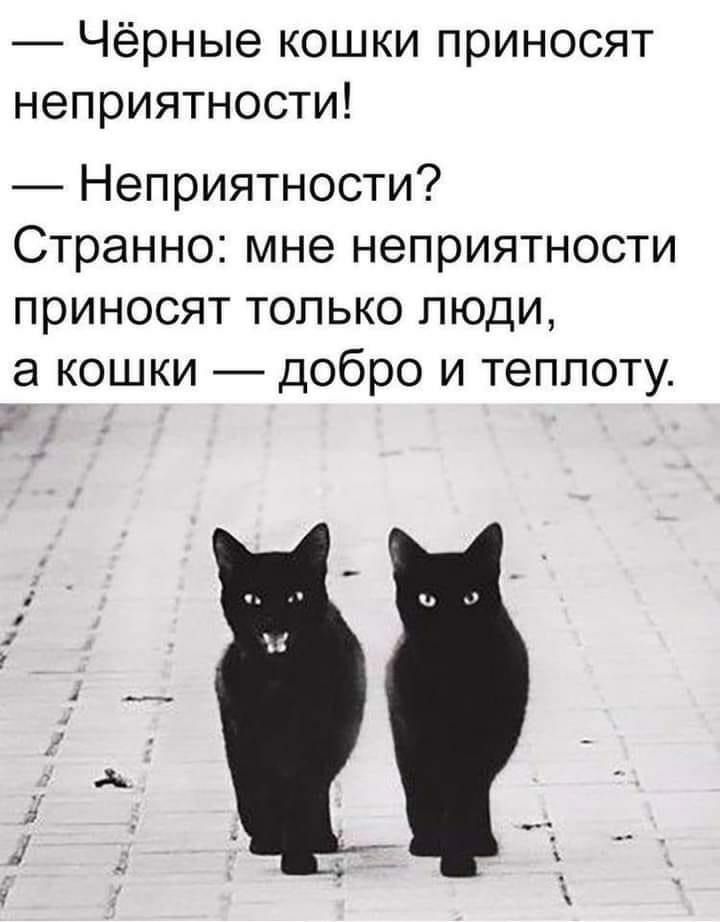 Чёрные кошки приносят неприятности Неприятности Странно мне неприятности приносят только люди а кошки добро и теплоту
