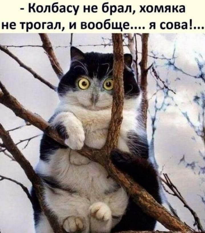 Колбасу не брал хомяка не трогал и вообще я сова