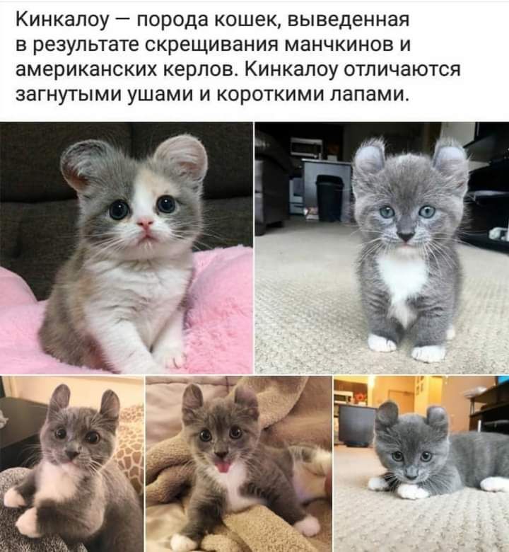 КИНКЗПОУ _ порода КОШЭК выведенная В результате скрещивания манчкинов И американских керпов КИНКЭЛОУ ОТПИЧЗЮТСЯ ЗЭГНУТЫМИ УШЭМИ И КОРОТКИМИ папами
