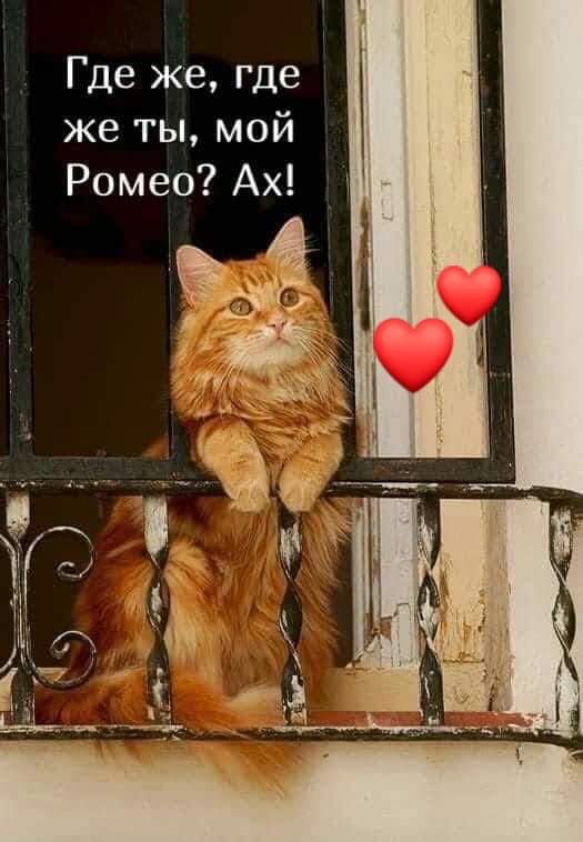 Где же где же ты мой Ромео Ах