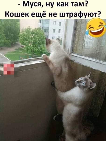 Муся ну как там Кошек ещё не штрафую Н