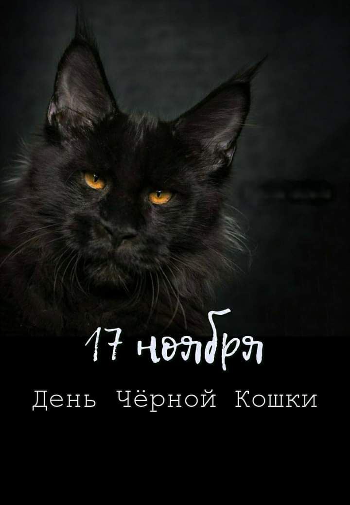 4 читдогп День Чёрной Кошки