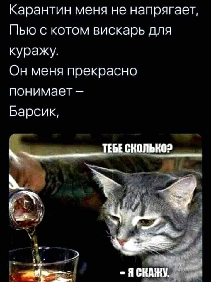 Карантин меня не напрягает Пью с котом вискарь для куражу Он меня прекрасно понимает Барсик