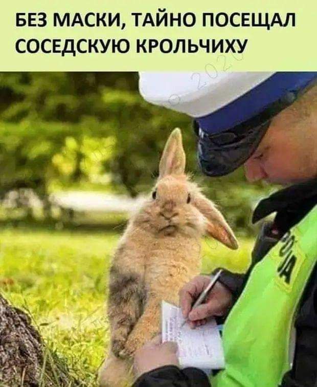 БЕЗ МАСКИ ТАЙНО ПОСЕЩАЛ СОСЕДСКУЮ КРОЛЬЧИХУ