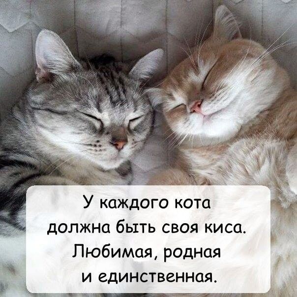У каждого кота должна быть своя киса Любимая родная и единственная