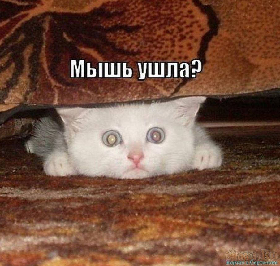 МЫШЬ УШПН и _ __