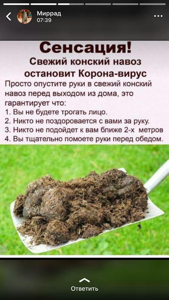 Сенсация Свежий конский навоз остановит Корона вирус Просто опустите руки в свежий конский навоз перед выходом из дома это гарантирует что 1 Вы не будете трогать лицо 2 Никто не поэдороеается с вами за руку 3 Никто не подойдет к вам ближе 2 метров 4 Вы тщательно помоете руки перед обедом Ответить