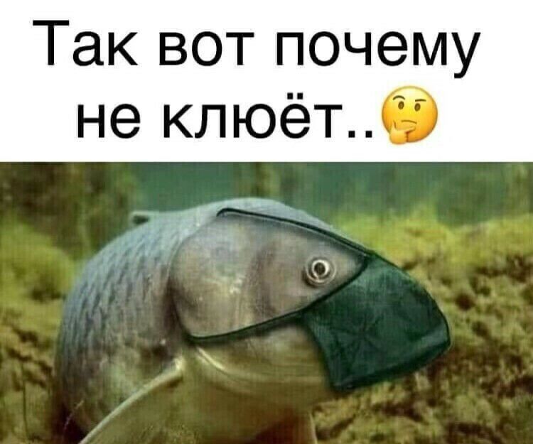 Так вот почему не клюёт