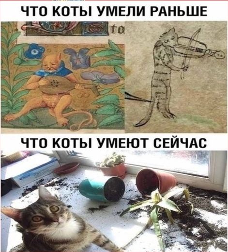ЧТО КОТЫ УМЕЛИ _РАНЬШЕ