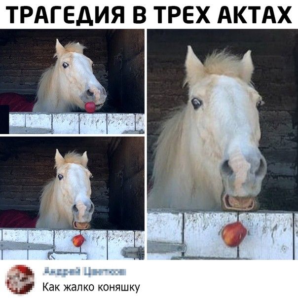 ТРАГЕДИЯ В ТРЕХ АКТАХ и Как жалко коняшку