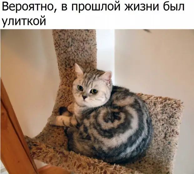 Вероятно в прошлой жизни был улиткой