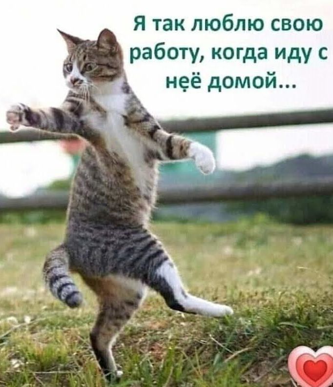 я так люблю свою работу когда иду с неё домой
