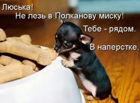Не лезь в Попканову миску Тебе рядом _В наперстке