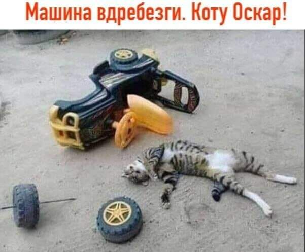 Машина вдребезги Коту Оскар