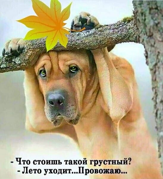 Что стоишь такой грустный Лето уходит Провожап