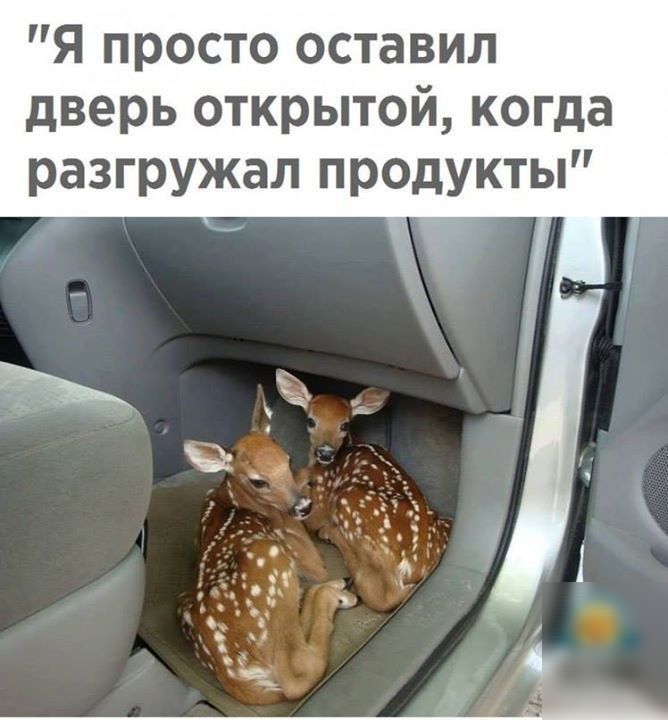 Я просто оставил дверь открытой когда разгружал продукты
