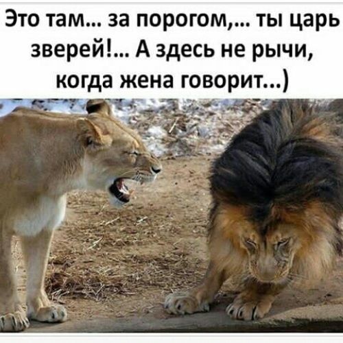 Это там за порогом ты царь зверей А здесь не рычи когда жена говорит