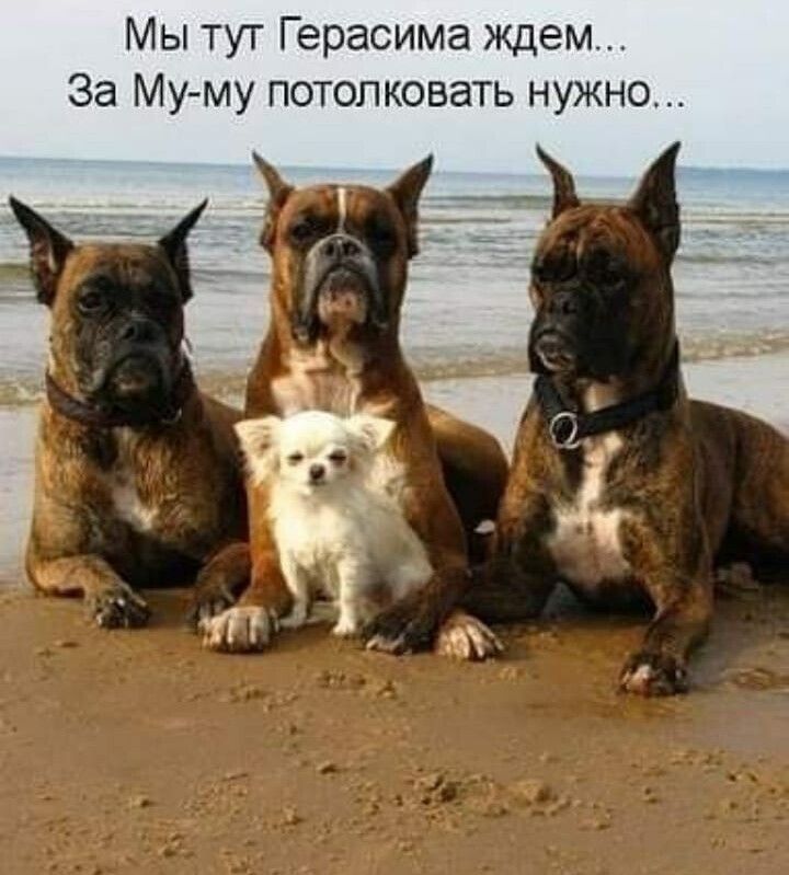 Мы тут Герасима ждем За Му му потолковать нужно