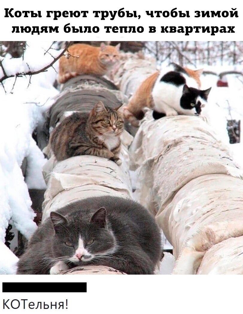 Коты греют трубы чтобы зимой людям было тепло в квартирах КОТельня
