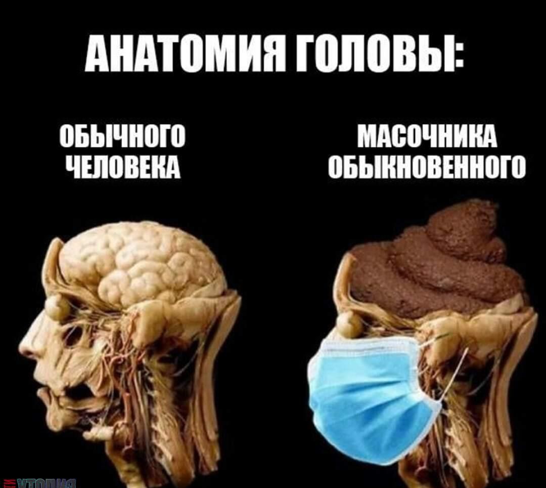 дндтомия ШПВВЫ ПБЫЧНПШ ШМЮЧШША ШШВША ОБЫШШВНПШШ