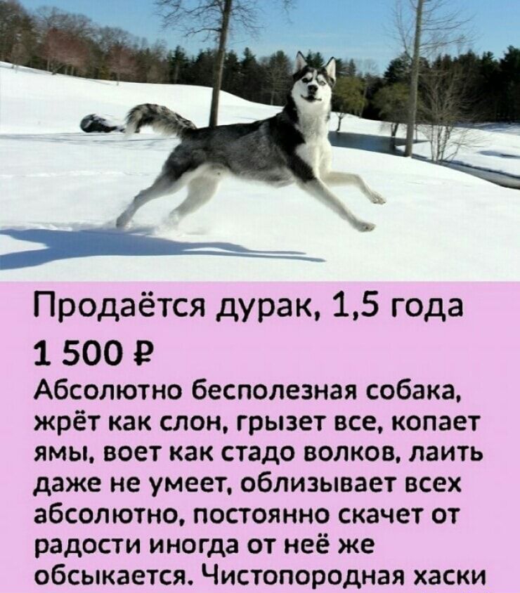 Продаётся дурак 15 года 1 500 Абсолютно бесполезная собака жрёт как слон грызет все копает ямы воет как стадо волков лаить даже не умеет облизывает всех абсолютно постоянно скачет от радости иногда от неё же обсыкается Чистопородная хаски