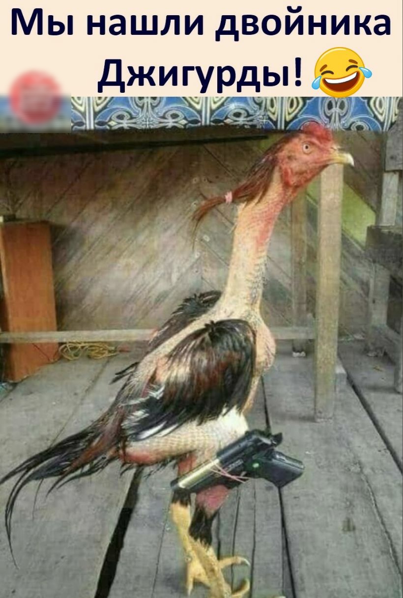 Мы нашли двойника Джигурды ь1