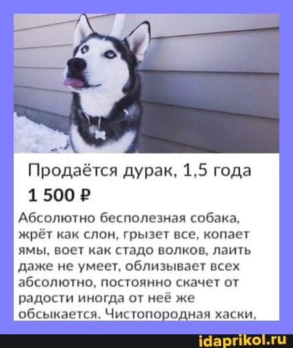 Продаётся дурак 15 года 1 500 Р Абсолютно бесполезная собака жрёт как слон грызет все опает ямы воет как стадо волков лаить даже не умеет облизывает всех абсолютно постоянно скачет от радости иногда от неё же обсыкаетсят Чистопородная хаски