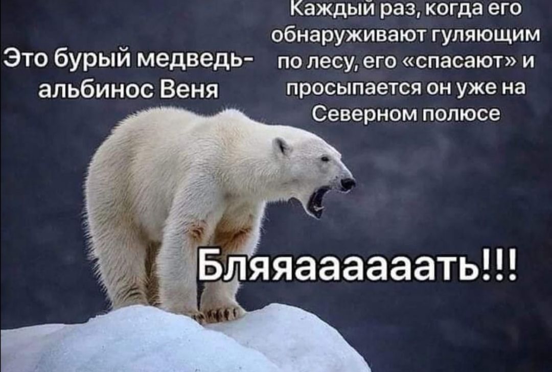 Каждый раз КФГДЭ ЕГО обнаруживают гуппющим Это бурыи медведь по лесуего спасают и альбинос Веня просыпается он уже на Северном полюсе нг Бляяаааааать